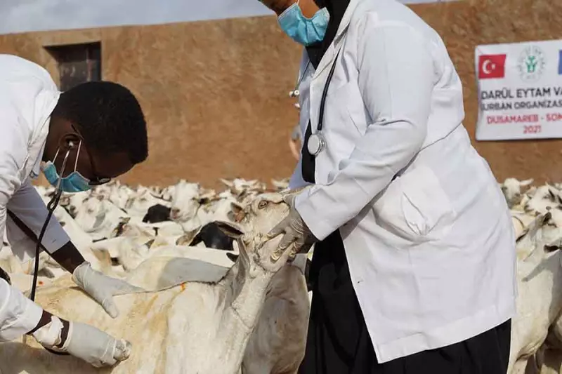 Sacrifice Abroad (Akika / Somali)